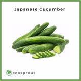 Japanese Cucumber | 250g