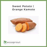 Sweet Potato | Kamote | Orange | Purple | Yellow | 1kg - 500g