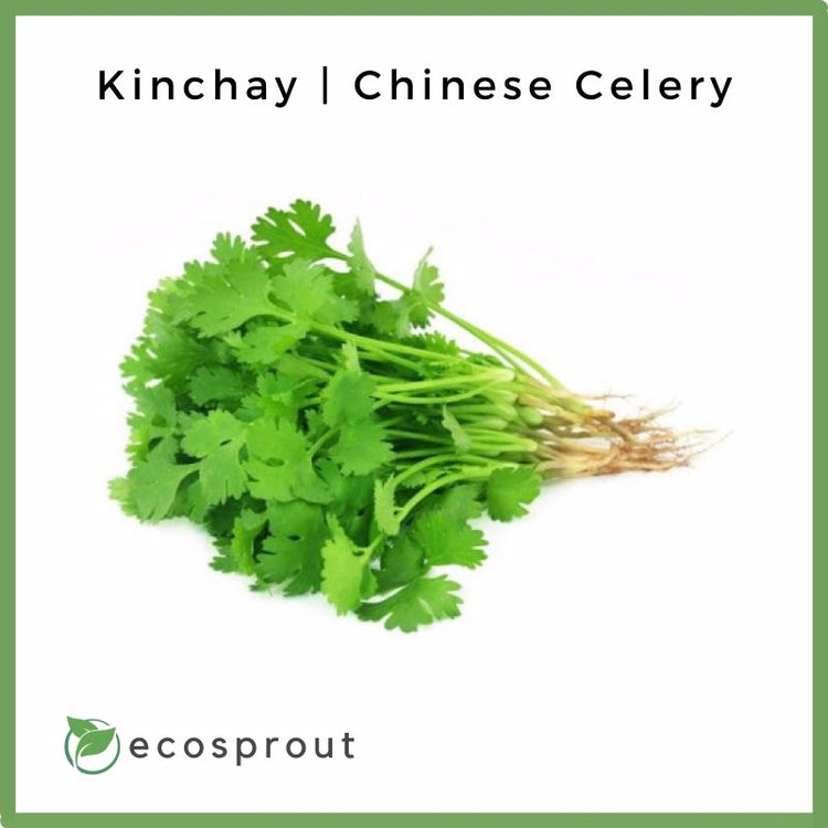 Kinchay Powder Fresh Kinchay | Chinese Celery For Delivery Near Me – Ecosprout