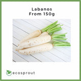 Labanos (Radish) for delivery from 150g