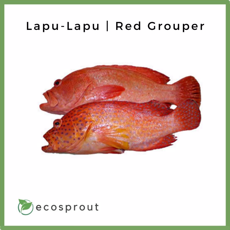 Lapu-Lapu | Red Grouper (500g)