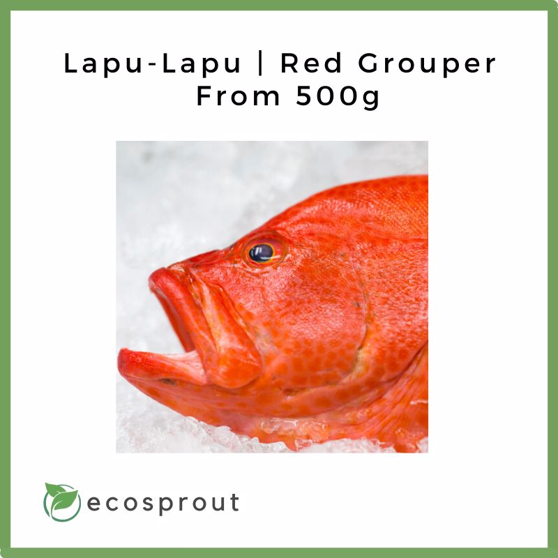 Lapu-Lapu | Red Grouper (500g)