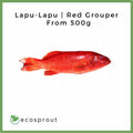 Lapu-Lapu | Red Grouper (500g)