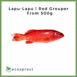 Lapu-Lapu | Red Grouper (500g)