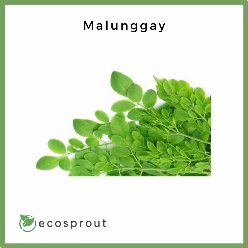 Malunggay | 50g