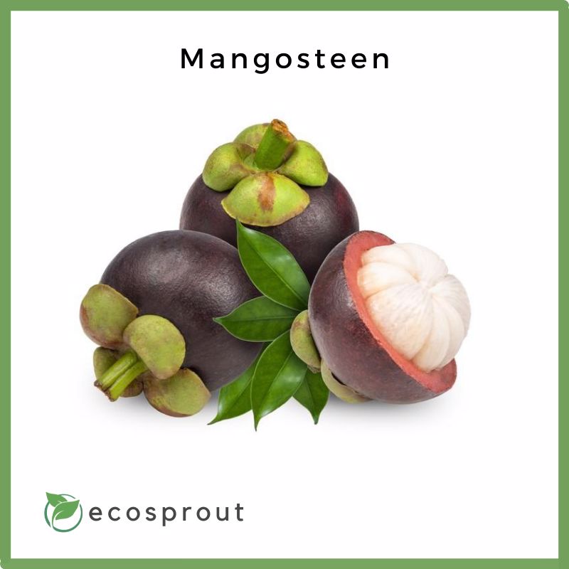 Mangosteen  | 1kg