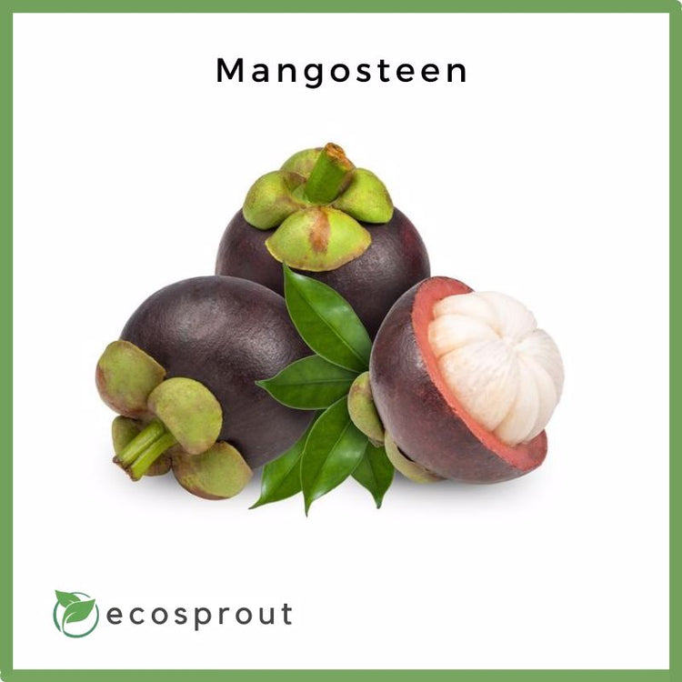 Fresh Mangosteen For Delivery Near Me Ecosprout