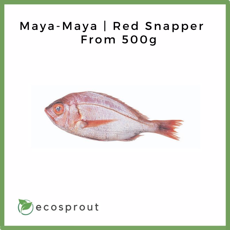 Maya-Maya | Red Snapper | 500g
