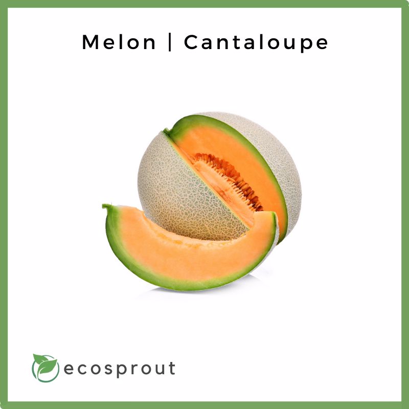 Melon | Sweet Melon | Per piece