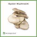Oyster Mushroom | Per Pack