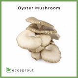 Oyster Mushroom | Per Pack