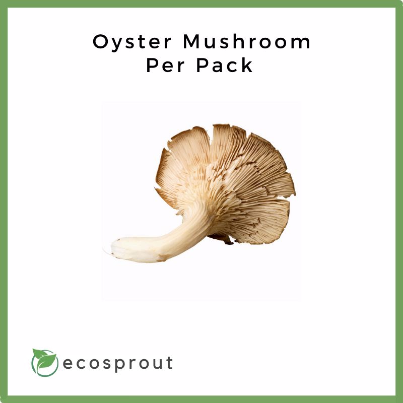 Oyster Mushroom | Per Pack