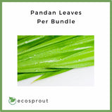 Pandan Leaves | Bundle