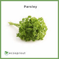 Parsley | 50g