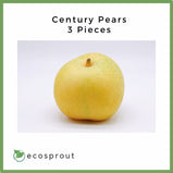 Century Pears | 3 for 190