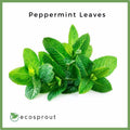 Peppermint Leaves | 50g