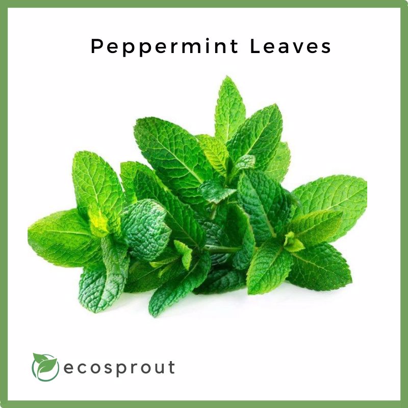 Fresh Peppermint Leaves For Delivery Near Me – Ecosprout