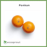 Ponkan | 4 for 148