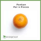 Ponkan | 4 for 115