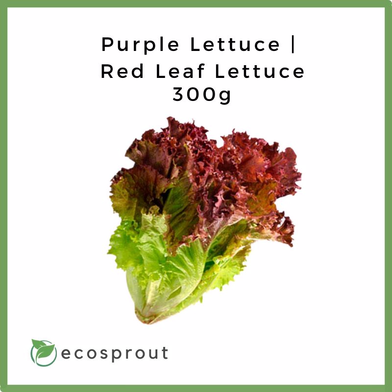 Purple Lettuce | Red Leaf Lettuce | 300g