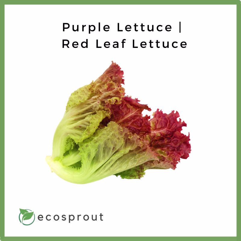 Purple Lettuce | Red Leaf Lettuce | 300g