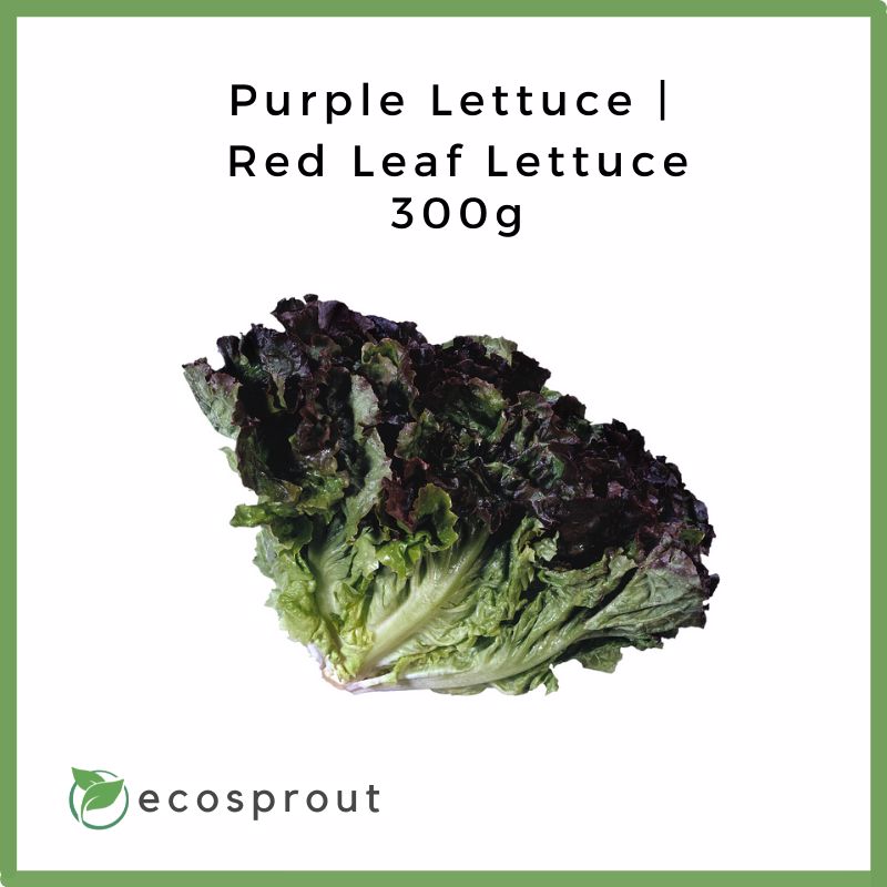 Purple Lettuce | Red Leaf Lettuce | 300g