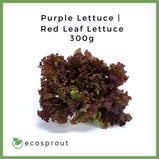 Purple Lettuce | Red Leaf Lettuce | 300g