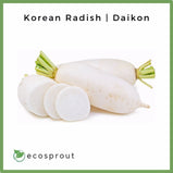 Korean Radish | Daikon | Per Piece