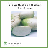 Korean Radish | Daikon | Per Piece