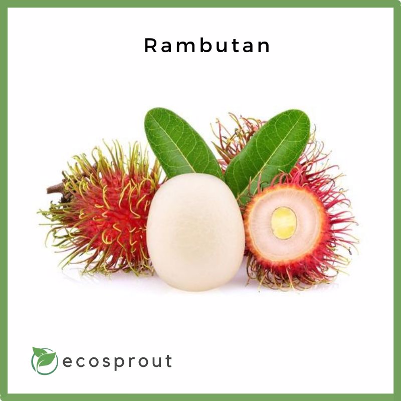 Fresh_Rambutan
