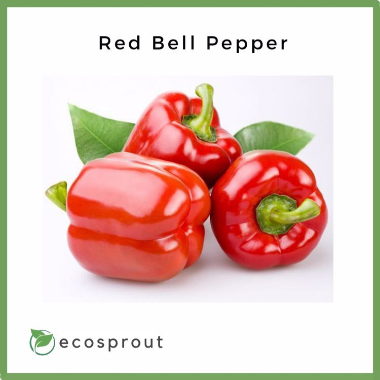 Fresh Red Bell Pepper For Delivery Near Me – Ecosprout