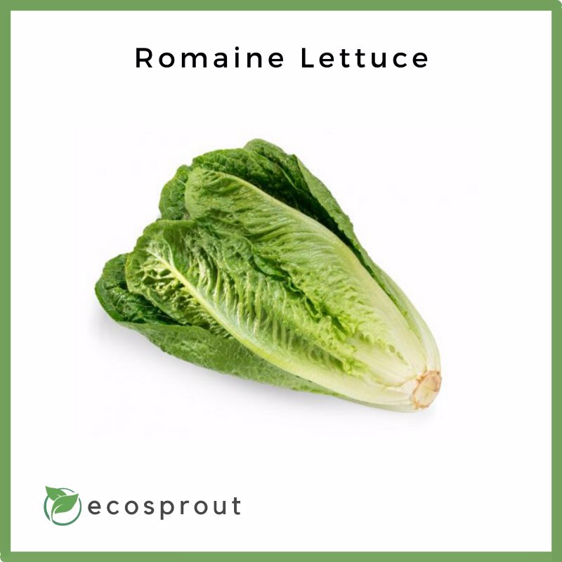 Romaine Lettuce | From 150g