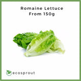 Romaine Lettuce | From 150g