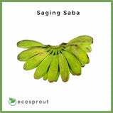 Saging Saba | 1kg