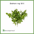 Dahon ng Sili | Chili Leaves | 50g