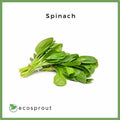 New Zealand Spinach | 250g Per Pack