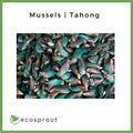Mussels | Tahong | 500g
