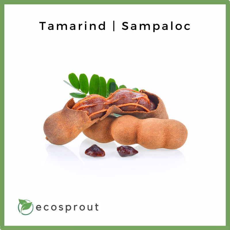 Tamarind | Sampaloc
