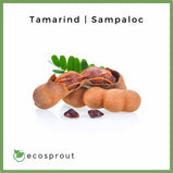 Tamarind | Sampaloc