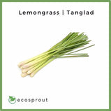 Lemongrass (Tanglad) | 50g