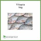 Tilapia | 1kg