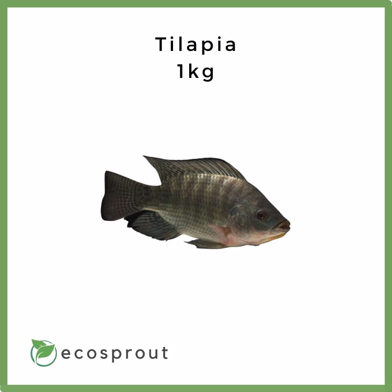 Tilapia | 1kg