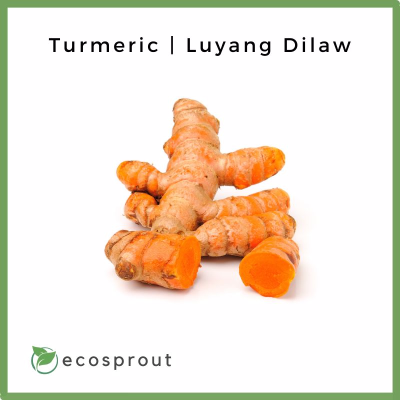 Turmeric | Luyang Dilaw | 250g-1KG