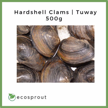 Fresh Hardshell Clams | Tuway For Delivery Near Me – Sprouts