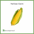 Yellow Corn for Delivery