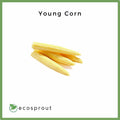 Young Corn | 100g | Pack